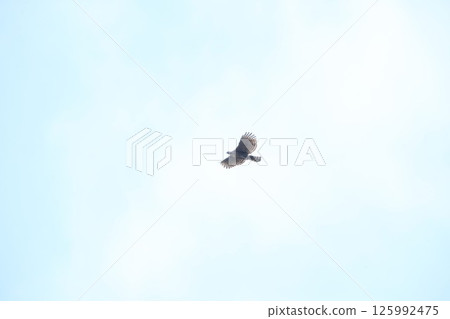 Kumataka Kumataka 125992475