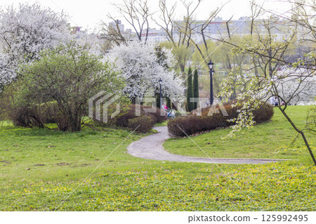 Shot of the trees in the park blooming with leaves and flowers 125992495