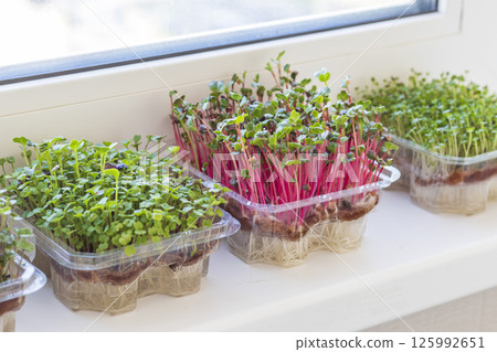 Freshly sprouted shoots of micro greens in the plastic containers on the jute mat. Placed on the windowsill in the balcony of the modern apartment 125992651