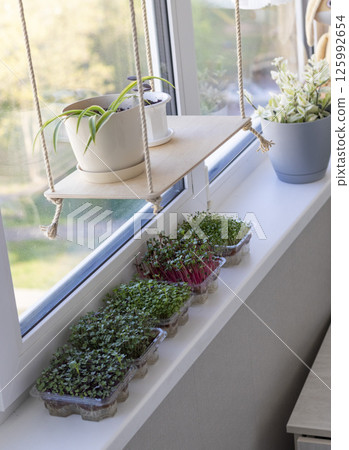 Freshly sprouted shoots of micro greens in the plastic containers on the jute mat. Placed on the windowsill in the balcony of the modern apartment Freshly sprouted shoots of micro greens in the plastic containers on the jute mat. Placed on the windowsill in the balcony of the modern apartment 125992654