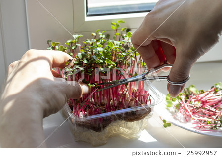 Woman cuts of the micro greens in the plastic container 125992957