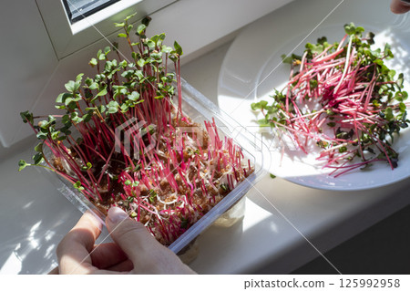Woman cuts of the micro greens in the plastic container Woman cuts of the micro greens in the plastic container 125992958
