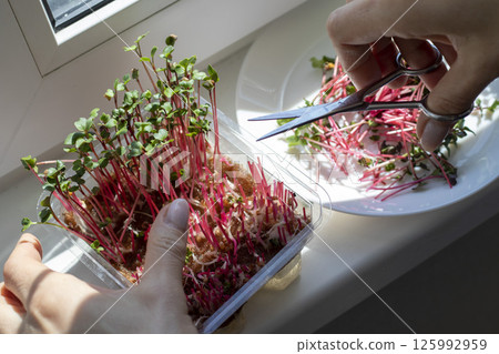 Woman cuts of the micro greens in the plastic container 125992959