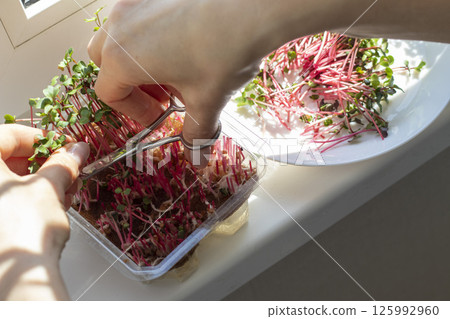 Woman cuts of the micro greens in the plastic container Woman cuts of the micro greens in the plastic container 125992960