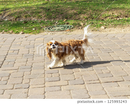 Shot of the cute, small puppy by the tree Shot of the cute, small puppy by the tree 125993243