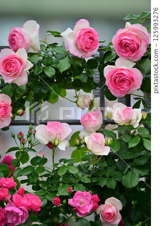 A rose garden 125993276