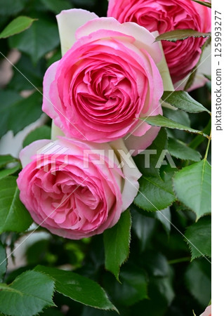 Pink rose 125993277