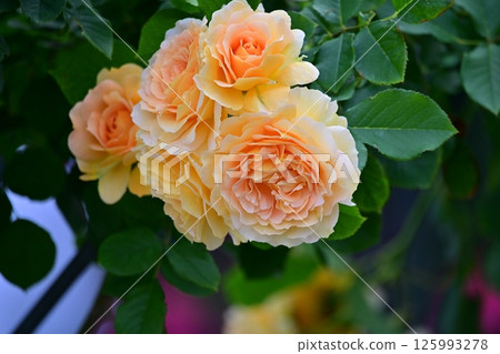 Brilliant Rose 125993278