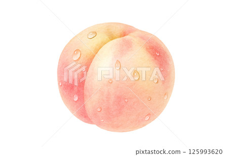桃子插畫水彩白桃子 125993620
