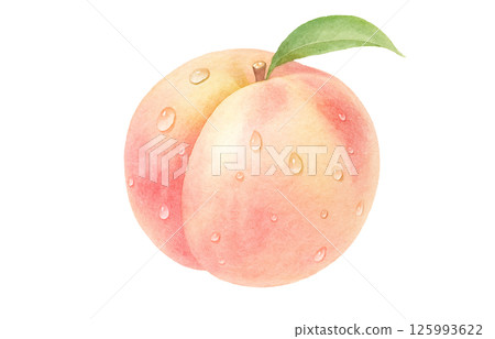 Peach illustration watercolor white peach peach 125993622