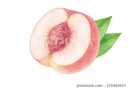 Peach illustration watercolor white peach peach 125993637