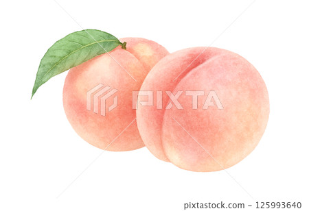 桃子插畫水彩白桃子 125993640