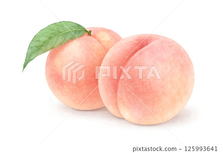 桃子插畫水彩白桃子 125993641
