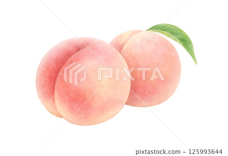 Peach illustration watercolor white peach peach 125993644