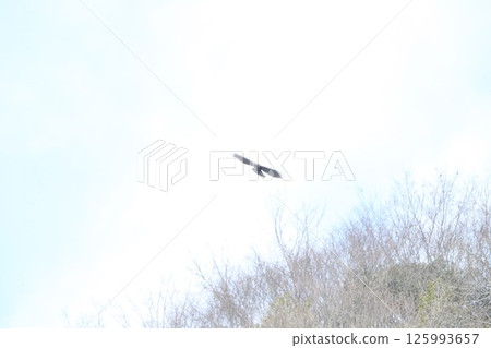 山鷹 山鷹 125993657