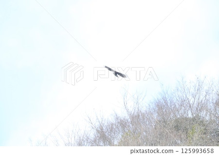 山鷹 山鷹 125993658