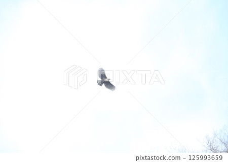 山鷹 山鷹 125993659