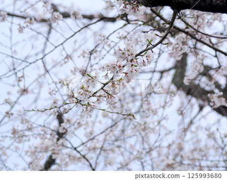 櫻花的風景 125993680