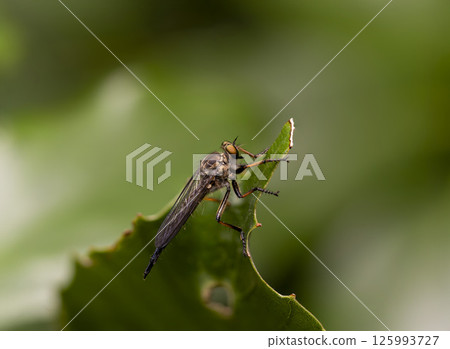 A wavy-headed grasshopper resting on a leaf A wavy-headed grasshopper resting on a leaf 125993727