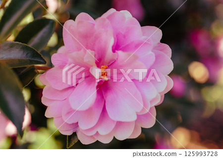 Cute pink camellia flower 2-1 Cute pink camellia flower 2-1 125993728