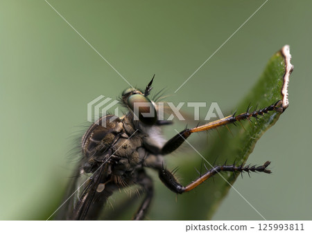 伯勞蛾的複眼 伯勞蛾的複眼 125993811