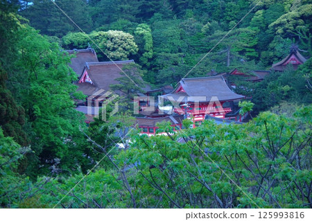 隱匿於森林中的日禦碕神社 1 2025 隱匿於森林中的日禦碕神社 1 2025 125993816