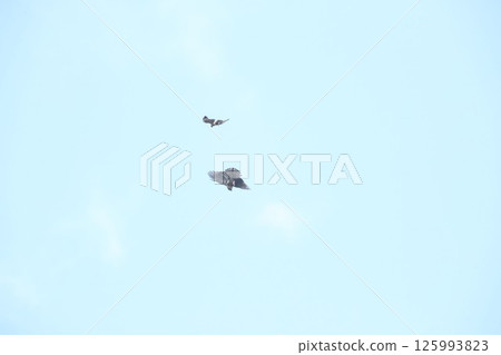 Kumataka Kumataka 125993823