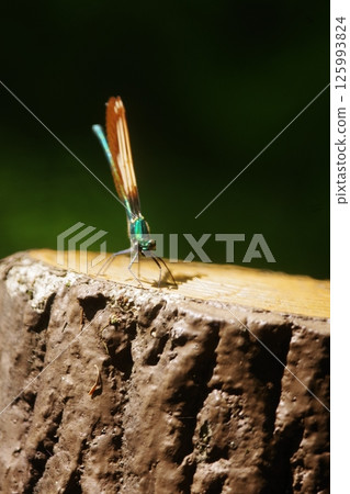 Blue dragonfly 2025 Blue dragonfly 2025 125993824