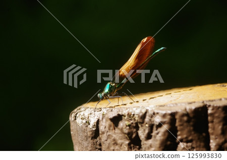 藍蜻蜓3 2025 125993830