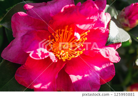 Red camellia flower 2-1 125993881