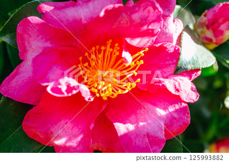 Red camellia flower 2-2 125993882