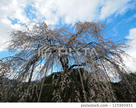 德佐直治垂枝櫻花 德佐直治垂枝櫻花 125993931