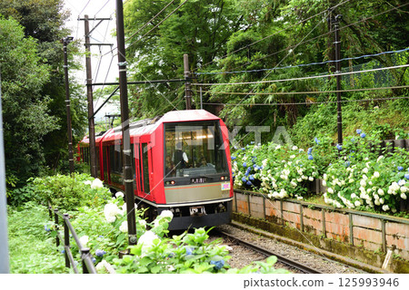 Ajisai火車 Ajisai火車 125993946