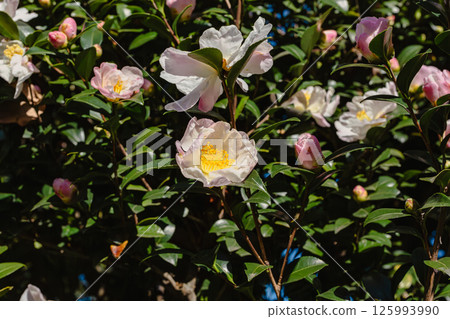 白山茶花2-13 白山茶花2-13 125993990