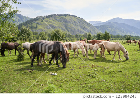 Herd of horses grazing on lush green meadow surrounded by scenic mountains 125994245