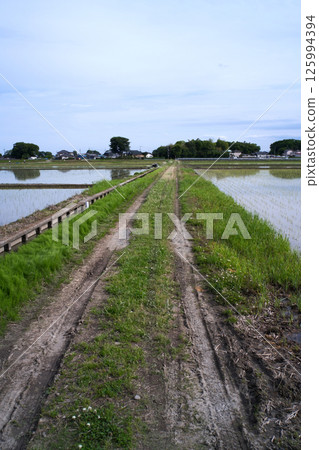 Vehicle tracks on the edge of a rice field 125994394