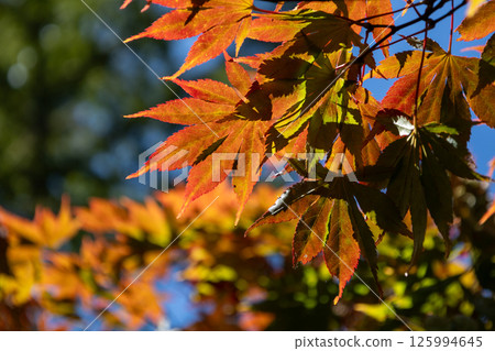 Autumn leaves: Orange maples shining against the blue sky Autumn leaves: Orange maples shining against the blue sky 125994645