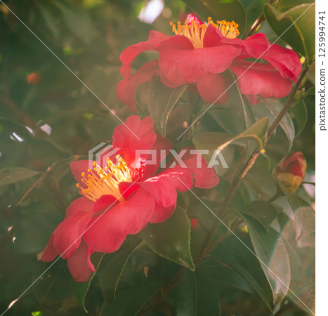 紅山茶花2-47 紅山茶花2-47 125994741