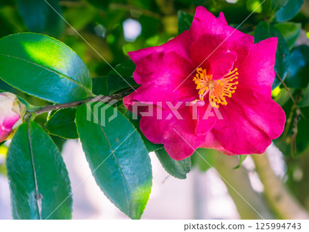 Red camellia flower 2-49 125994743