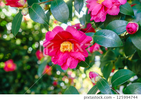 Red camellia flower 2-50 125994744