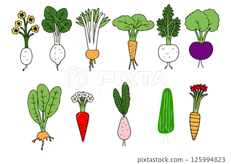 Variety of Root Vegetables Illustration 125994823