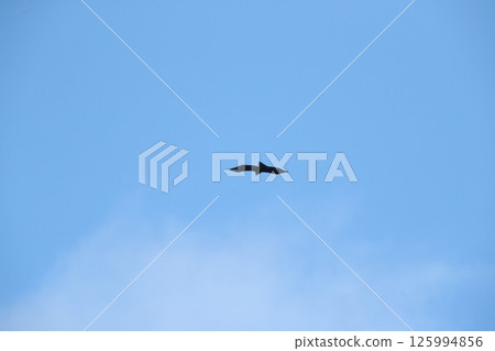 山鷹 山鷹 125994856