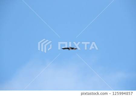 山鷹 125994857