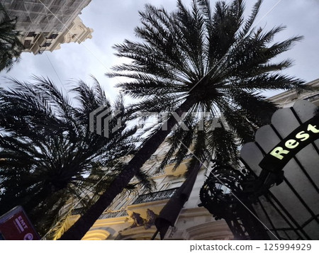 Two palm trees as seen from the bottom Two palm trees as seen from the bottom 125994929