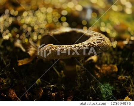 Little autumn mushrooms 125994976
