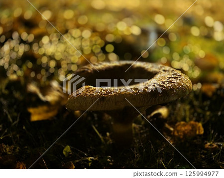 Little autumn mushrooms 125994977