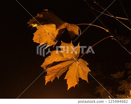 Last autumn leaves on trees background Last autumn leaves on trees background 125994982