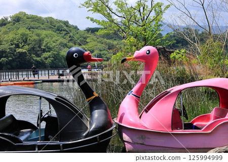 Swan boat on Lake Ippeki 125994999