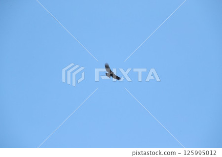 Kumataka Kumataka 125995012