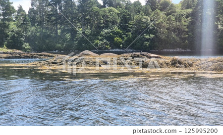 Natural Landscape with Water, Seals and Trees Near a Lake under Cloudy Sky 125995200